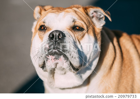 Close up of Ca de Bou or Perro de Presa Mallorquin Close up of Ca de Bou or Perro de Presa Mallorquin 20979733