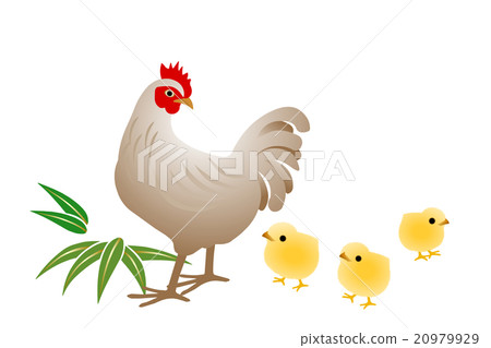 Rooster year-end New Year's material Parents and chicks 20979929