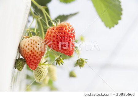Strawberry  20980666