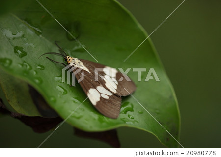 Though it seems that it is not visible to the monstrochu in this color shade 20980778