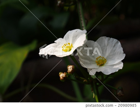 white flowers of decorative wetland plant outdoor 20980985