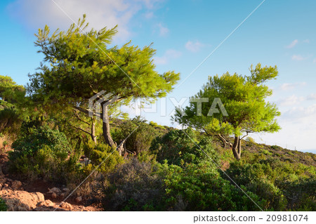 Coastal landscape in Zakynthos, Greece 20981074