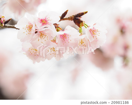 Sakura Up 20981186