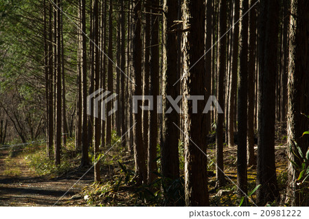 植樹森林 20981222