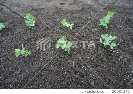 Pepper blossom Pepper blossom 20981372