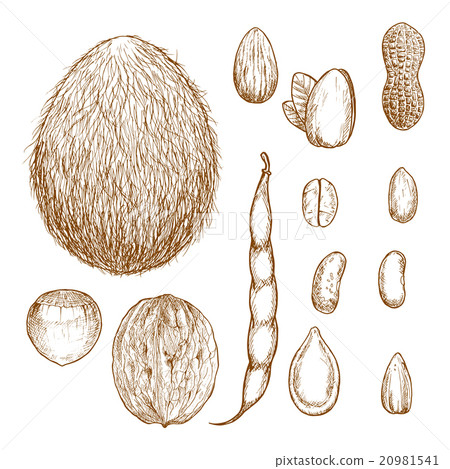 Sketches of nuts, beans and seeds 20981541
