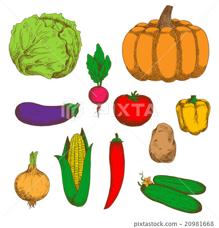 Farm vegetables color retro sketches 20981668