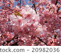 河津櫻 20982036