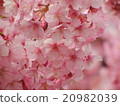 河津櫻 20982039