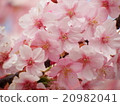 河津櫻 20982041