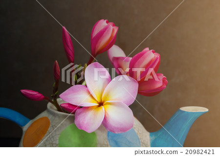 Lovely plumeria flower in colourful tea pot Lovely plumeria flower in colourful tea pot 20982421