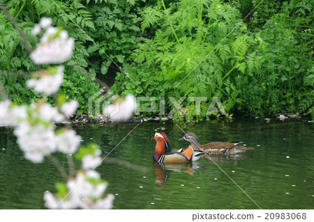 構成和櫻花 20983068