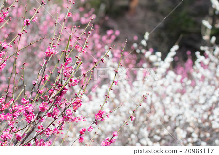 梅花，紅梅，白梅，白梅花，竹林，鮮花盛開，春天的花朵，春天，花瓣