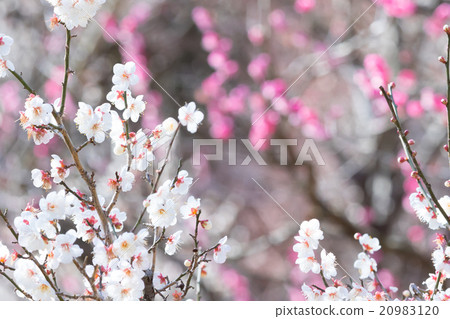 梅花，紅梅，白梅，白梅花，竹林，鮮花盛開，春天的花朵，春天，花瓣