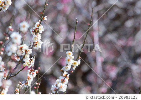 梅花 紅梅 白梅 白梅花 竹林 鮮花盛開 春天的花朵 春天 花瓣 自然風光 早春 戶外 梅 梅 照片素材 圖片 9125 圖庫