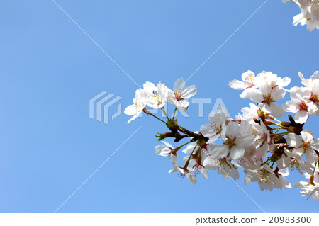 White sakura blossom with blue sky White sakura blossom with blue sky 20983300