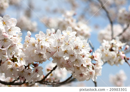 Whtie sakura blossom with blue sky Whtie sakura blossom with blue sky 20983301