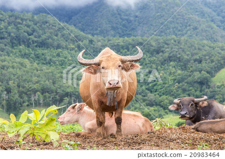 White buffalo graze on high mountain 20983464