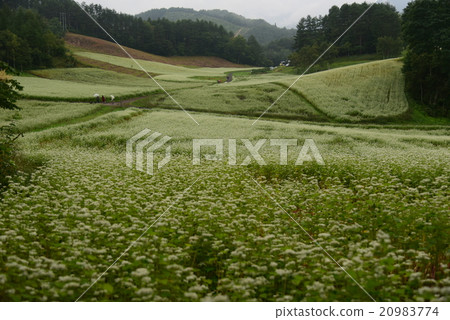 Buckwheat field of rain: Nagano Prefecture Northern Alps foothills Omachi shi Nakayama Plateau 2015.9.6 - 214 Buckwheat field of rain: Nagano Prefecture Northern Alps foothills Omachi shi Nakayama Plateau 2015.9.6 - 214 20983774
