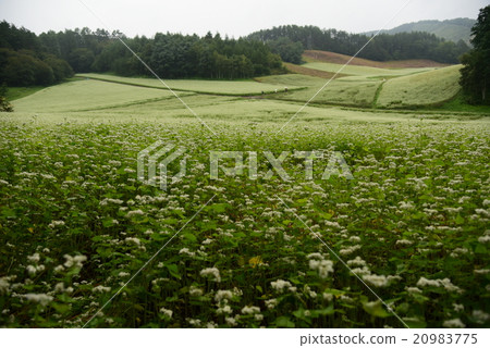Buckwheat field of rain: Nagano prefecture Northern Alps foothills Omachi shi Nakayama Plateau 2015.9.6 - 240 Buckwheat field of rain: Nagano prefecture Northern Alps foothills Omachi shi Nakayama Plateau 2015.9.6 - 240 20983775