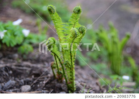 Wild vegetables Kogomi: Nagano Prefecture Kitakyushu Odate foot of Odani village 2015.5.5 - 204 Wild vegetables Kogomi: Nagano Prefecture Kitakyushu Odate foot of Odani village 2015.5.5 - 204 20983776