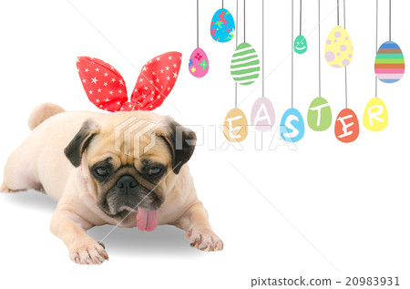 Happy Easter Day. dog Pug wearing rabbit ears Happy Easter Day. dog Pug wearing rabbit ears 20983931