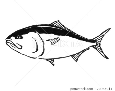 Illustration of a yellowtail - Stock Illustration [20985914] - PIXTA