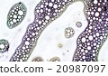 Curlicue of Paints 20987097