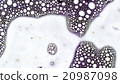 Curlicue of Paints 20987098