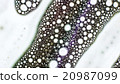 Curlicue of Paints 20987099