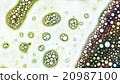 Curlicue of Paints 20987100