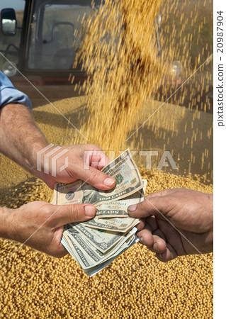 Agricultural concept, soybean and money in hands Agricultural concept, soybean and money in hands 20987904