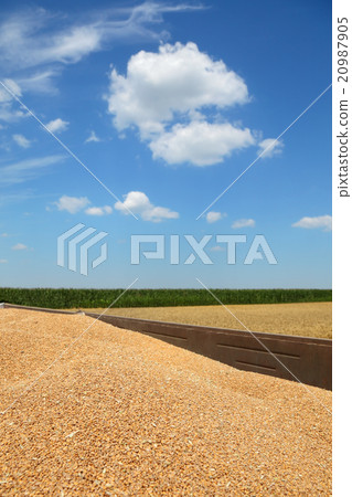 Agriculture, wheat crop at trailer after harvest Agriculture, wheat crop at trailer after harvest 20987905