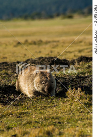 袋熊（垂直） 20988662