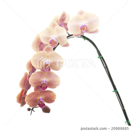 Natural Orchid flowers 20989885