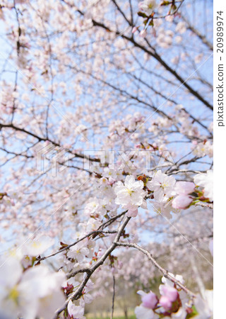 I look up at the cherry tree I look up at the cherry tree 20989974