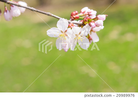 Cherry blossoms and buds Cherry blossoms and buds 20989976