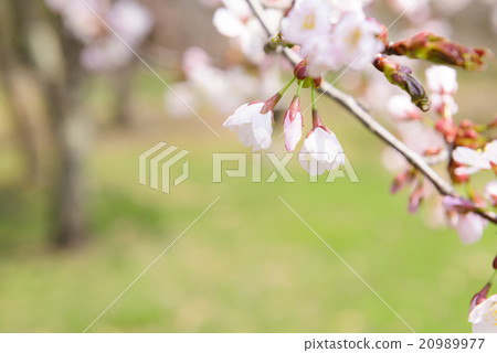 Cherry buds Cherry buds 20989977
