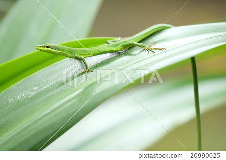 生物爬行動物Saxis Cana蛇，它們接近時似乎非常飢餓 20990025