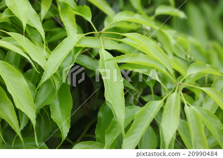 Natural plant Okinawa vladillogashi, young leaves are clean green. As time goes on, the dark green back becomes dull greenish green Natural plant Okinawa vladillogashi, young leaves are clean green. As time goes on, the dark green back becomes dull greenish green 20990484