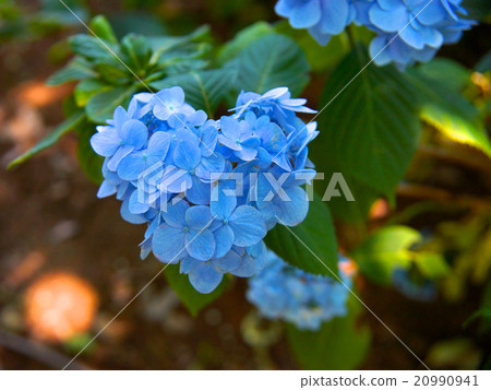 Dark blue hydrangea flowers in the shape of a heart Dark blue hydrangea flowers in the shape of a heart 20990941