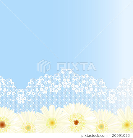非洲菊花邊背景 20991033