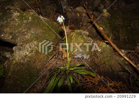 Shojo Bakama Vacation Hakama Shojo Bakama Vacation Hakama 20991229