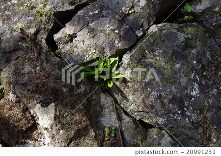 Shojo Bakama Vacation Hakama Shojo Bakama Vacation Hakama 20991231