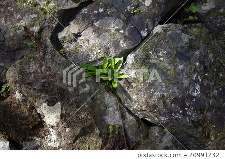 Shojo Bakama Vacation Hakama Shojo Bakama Vacation Hakama 20991232