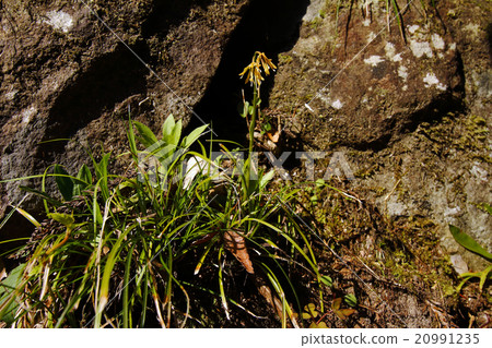 Shojo Bakama Vacation Hakama Shojo Bakama Vacation Hakama 20991235