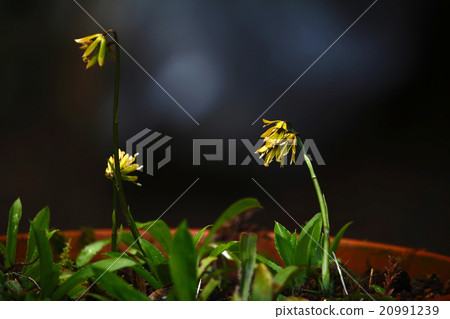 Shojo Bakama Vacation Hakama Shojo Bakama Vacation Hakama 20991239