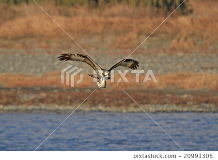 Hunting of the Osprego Hunting of the Osprego 20991308