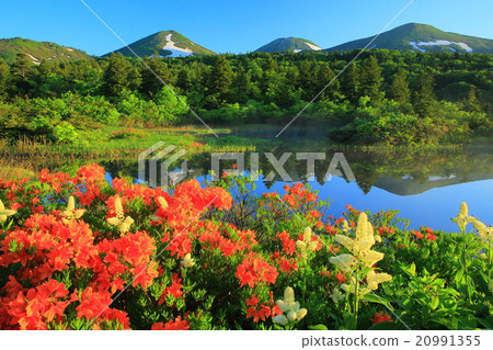 Water lily pool in Aomori Prefecture Water lily pool in Aomori Prefecture 20991355