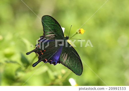 生物昆蟲Yaeyama烏鴉在陽光下閃閃發光的燕尾蝴蝶是精緻的 20991533